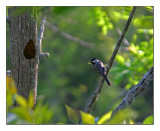 capped chickaee