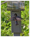 female blue bird feeding