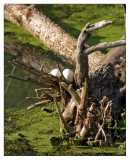 googe nest