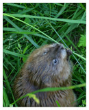 muskrat