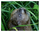 muskrat