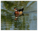 wood duck
