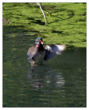 woodduck