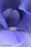 Iris ptale - Iris
