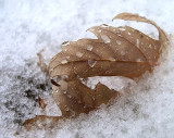 Feuille de neige - Snow caught