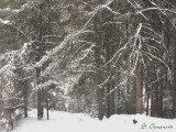 Branches blanches - White branches