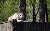 White Tiger