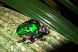 Green Devil Beetle (Oxysternon conspicillatum)