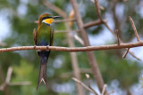 Swallow-tailed Bee-eater (Merops hirundineus)