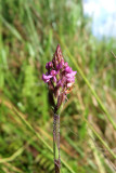 Cynorkis anacamptoides