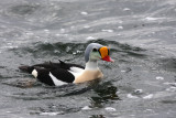 Ducks, Geese & Swans