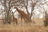 Nigerian Giraffe (Giraffa c. peralta)