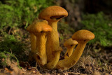 Gymnopilus junonius - Prachtvlamhoed - Spectacular Rustgill