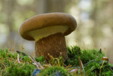 Tapinella atrotomentosa - Zwartvoetkrulzoom - Velvet Rollrim