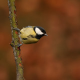 Koolmees - Parus major - Great Tit