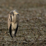 Blauwe Reiger-Ardea cinerea - Grey Heron