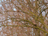 Velduil - Asio flammeus - Short-eared Owl