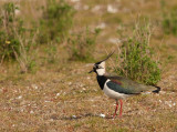 Kievit - Vanellus vanellus - Lapwing