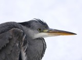 Blauwe Reiger - Ardea cinerea - Grey Heron