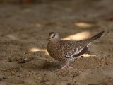 Zuidamerikaanse Inkaduif - Columbina squammata - Scaled Dove