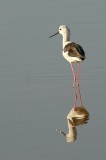 Steltkluut - Himantopus himantopus - Black-winged Stilt