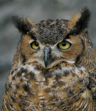Oehoe - Bubo bubo - Eagle Owl