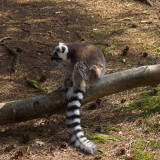 Ringtailed Lemur 2 