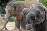 elephant / olifant 20060731028