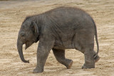 elephant / olifant  20060731029