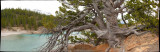 Ancient Pine, Whirlpool point 10.jpg
