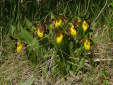 orchid cluster.jpg