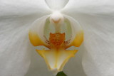 web001white orchid closeup.JPG