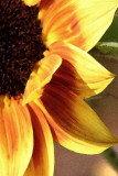 web001sunflower-watercolor.JPG