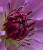 web001purple flower center.JPG