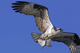 038 BAJA  926-1.jpg