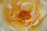 ROSE, NY