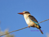 DSC_3430- Brown-hooded Kingfisher