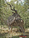 DSC_7411- Kudu