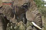 DSC_7200- Elephant Portrait