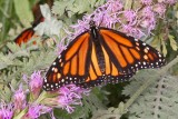 Butterfly_27Aug2007_ 051acesc.jpg