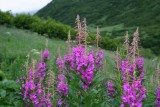 crowpass_29jul2006_ 072e.jpg