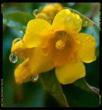 Wet Flower