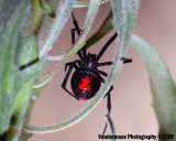 Black widow (latrodectus mactans)