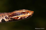 Agkistrodon Piscivorus