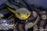 Yellow Rat Snake