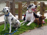 Danny y los perros de los Hinchcliffe