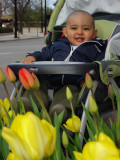 Nico y los tulipanes