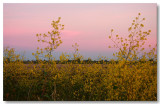 Sutter Buttes 2009