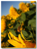 Sunflowers 2009