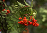 Red berries  - do not eat!